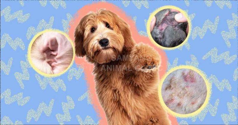  Một bác sĩ thú y đang nhẹ nhàng lấy mẫu máu từ chân của một chú chó tại phòng khám 